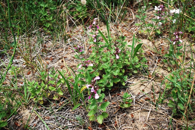 Teucrium chamaedrys